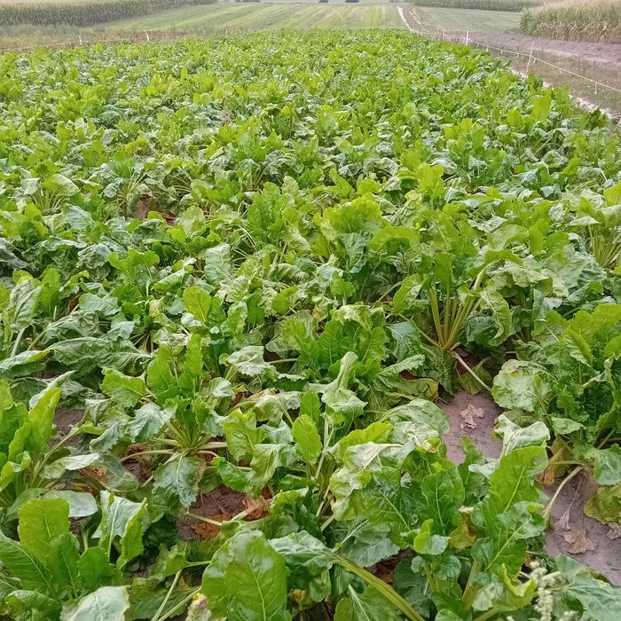 Buraki pastewne kolorowe