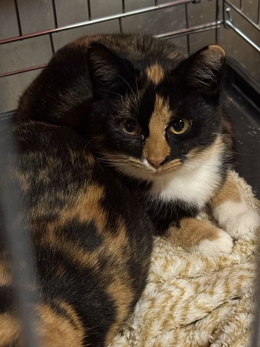 5-miesięczne Amelka, Adelka i mama Lenka szukają domów