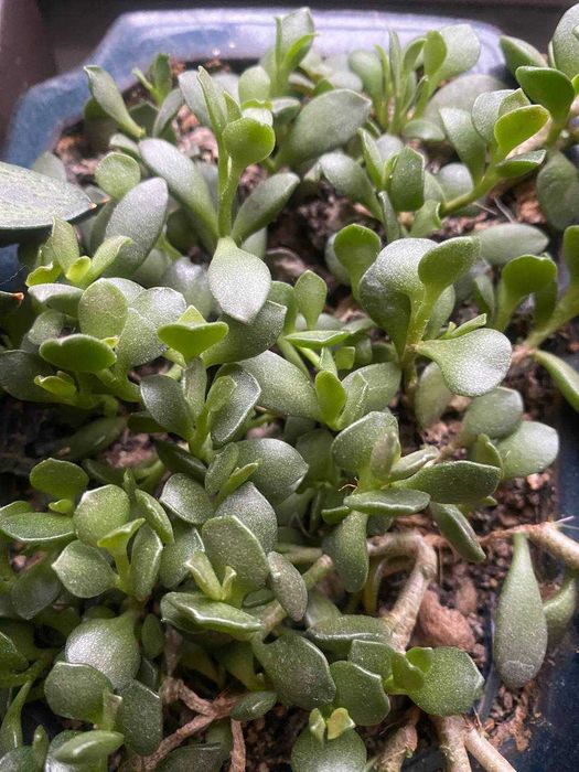 Суккуленты, комнатные растения, обмен могу рассмотреть