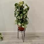 Epipremnum "Manjula Pothos" // planta interior