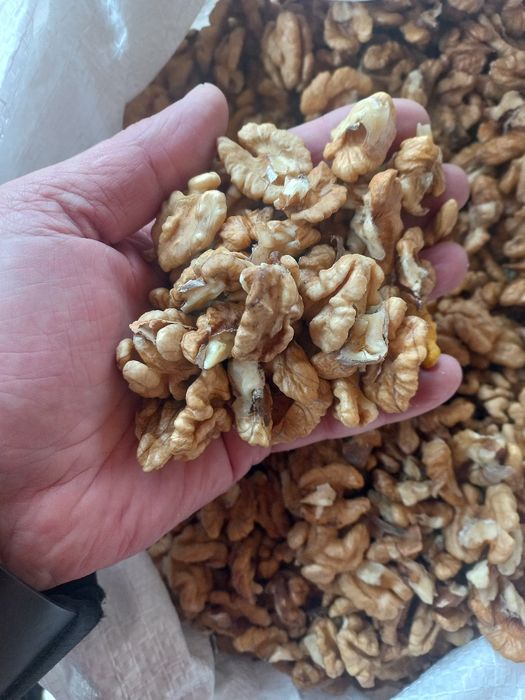 Орех грецкий волоський