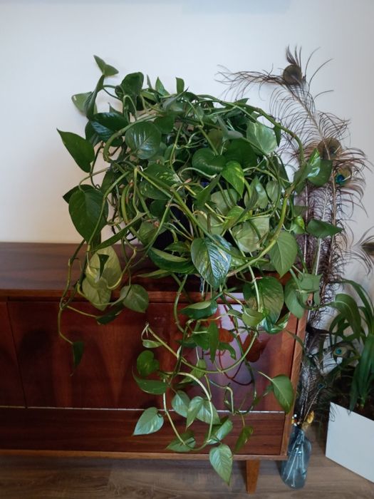 Epipremnum duży kwiat