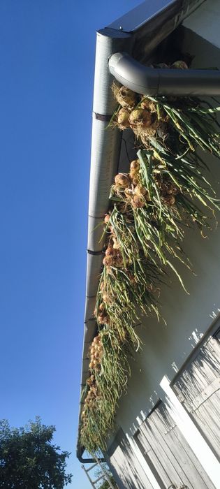 Cebula  biała bez nawozów, z własnego ogródka