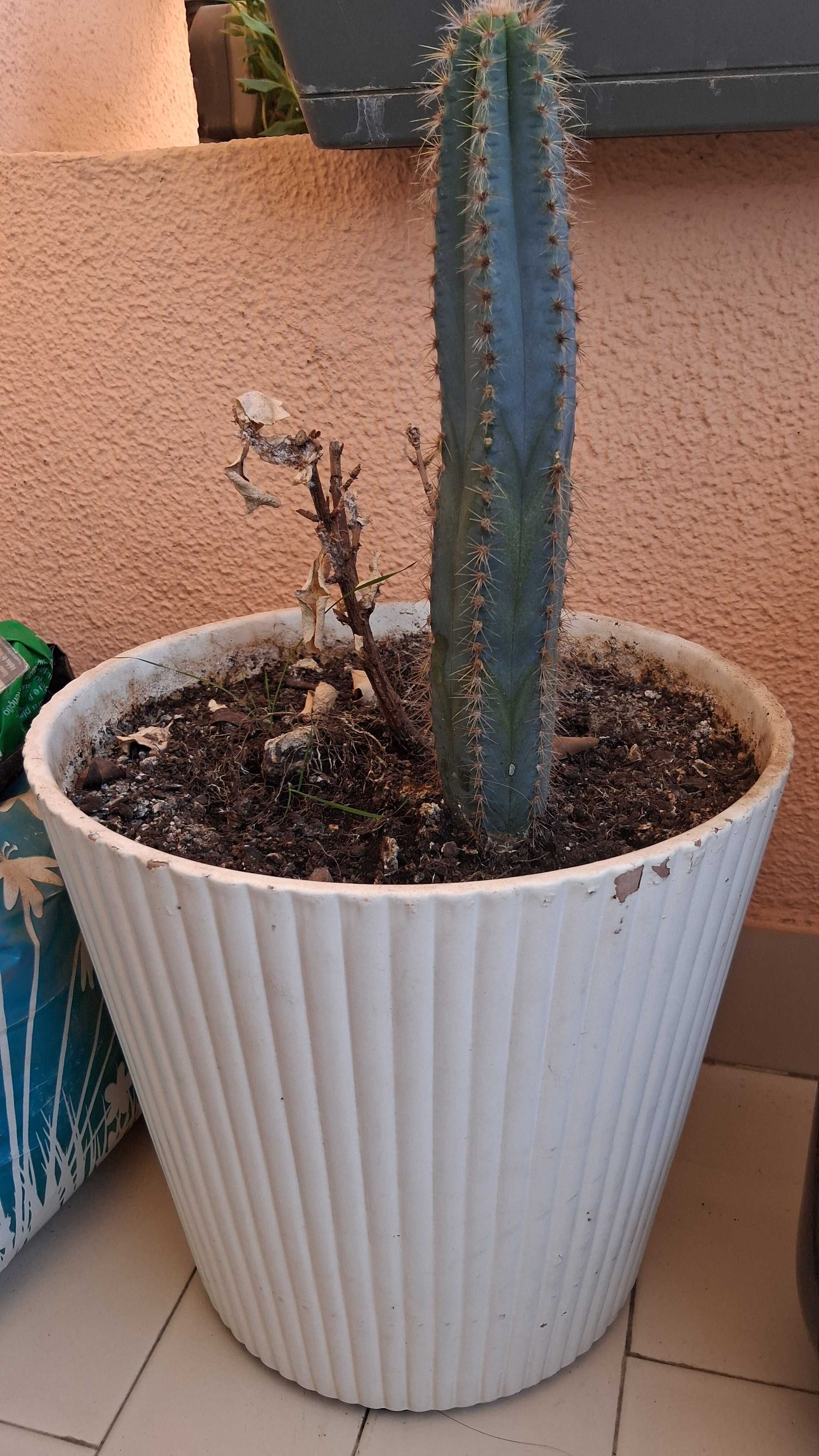 Vaso com cacto grande