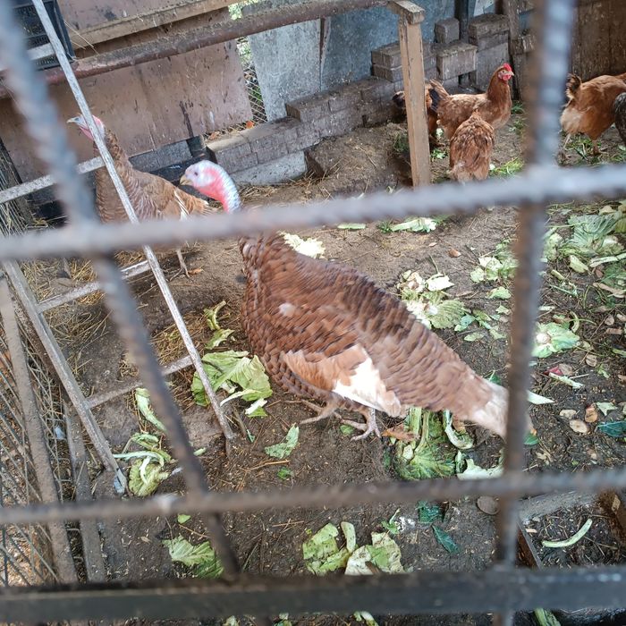 Indyki zwykłe i mięsne sprzedam tegoroczne