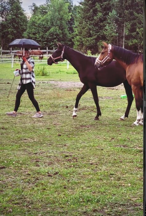 Do negocjacji Prada klacz skokowa po Sandor