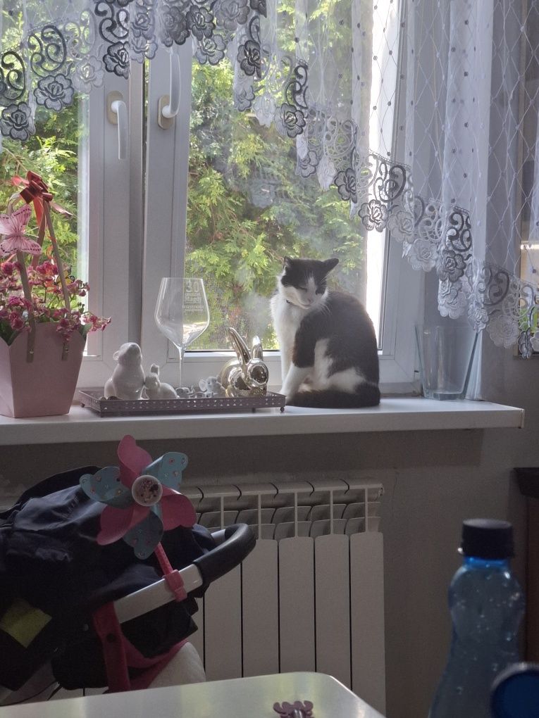 Oddam 8 letnią kotkę