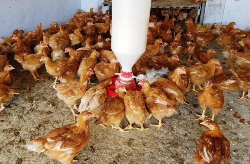 Цыплята мясояичной породи