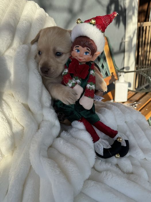 Labrador magnífico,