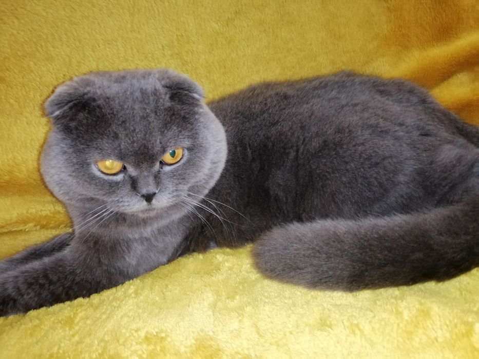 Вязка шотландский вислоухий