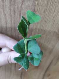 Hoya manipurensis - sadzonka ukorzeniona