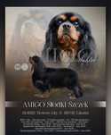 Reproduktor FCI Cavalier King Charles Spaniel
