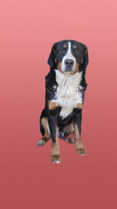 Подрощенный кобель