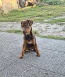 Patterdale terier
