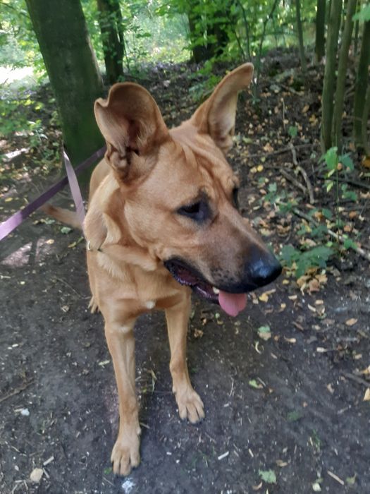 Śliczny młody pies Dino do adopcji ze schroniska.