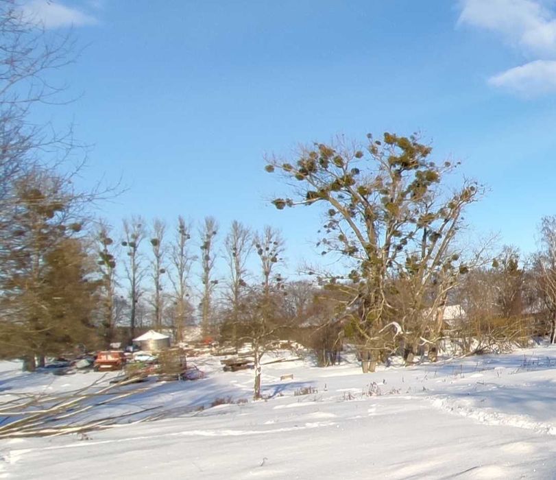Topole na pniu - do ścinki we własnym zakresie
