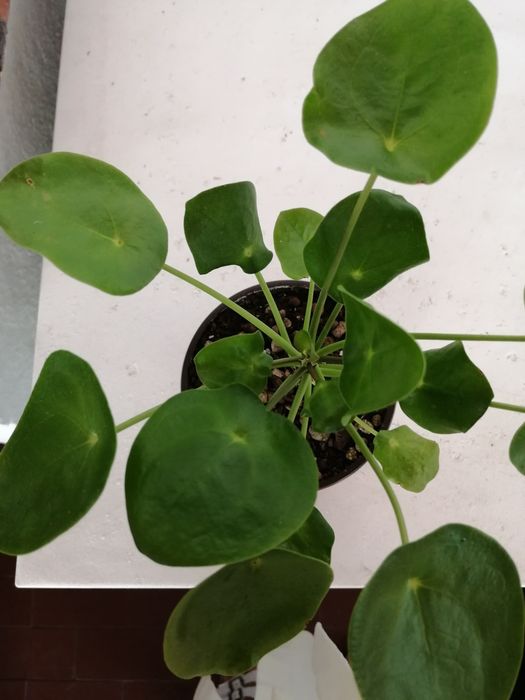 Pilea peperomioides ou planta chinesa do dinheiro.