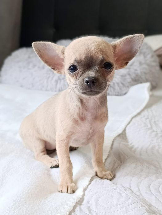 Chihuahua  Śliczna  suczka