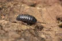 Isópodes Armadillidium vulgare