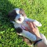 Piesek border collie do rezerwacji