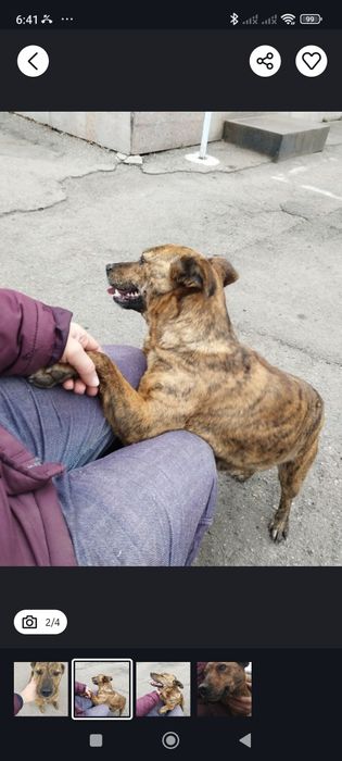 Класна собака для охорони будинку