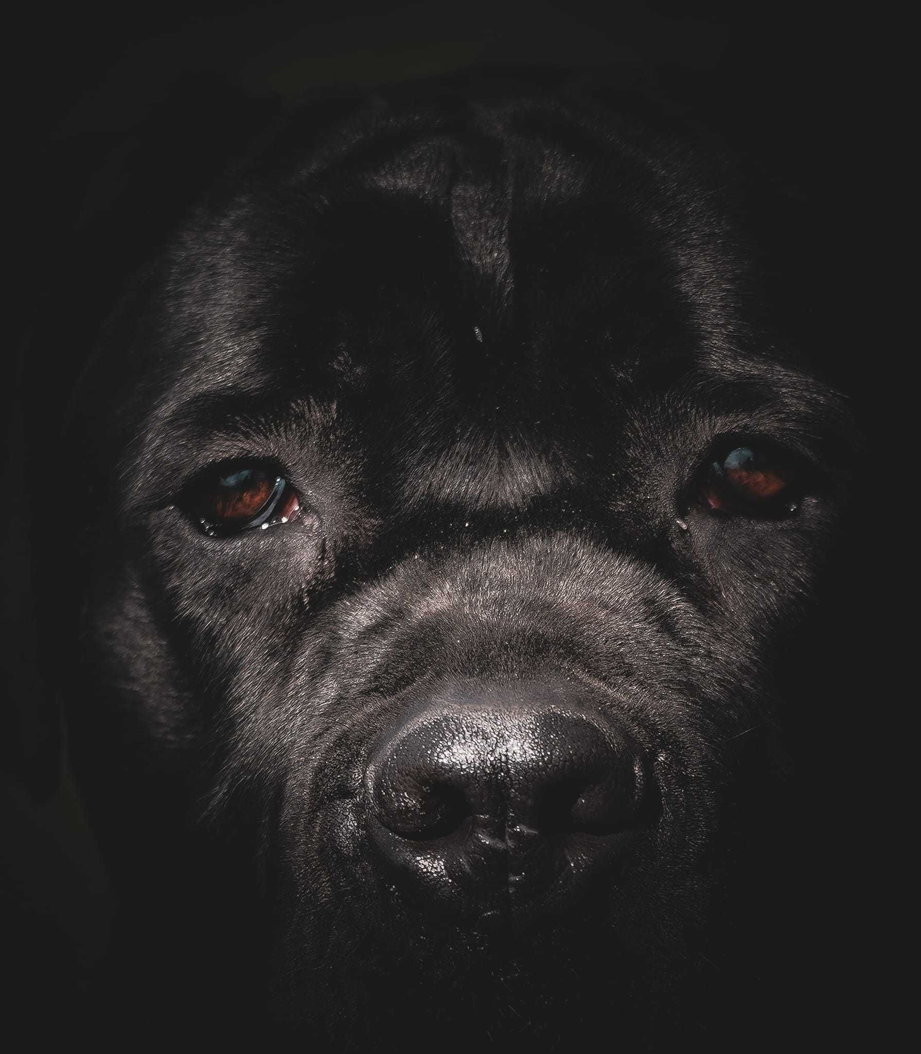 Zara sunia cane corso do adopcji.