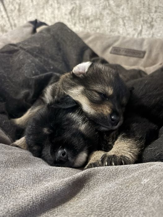 Маленькі хлопчики-цуценята шукають дім!
