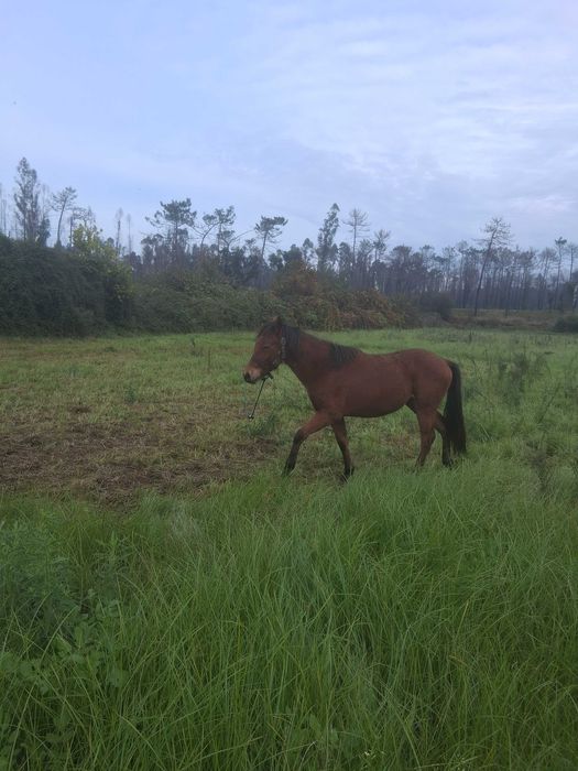 Vendo plodro cruzada o pai é palumino e a mãe é cruzada a garrana