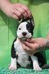 American Staffordshire Terrier Amstaff dziewczynka FCI