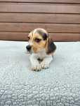 Sprzedam pieska Beagle tri-color