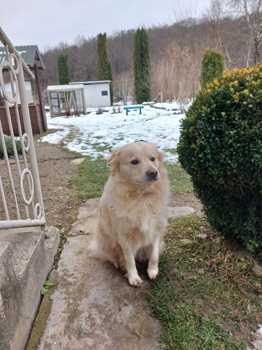 Песика в добрі руки