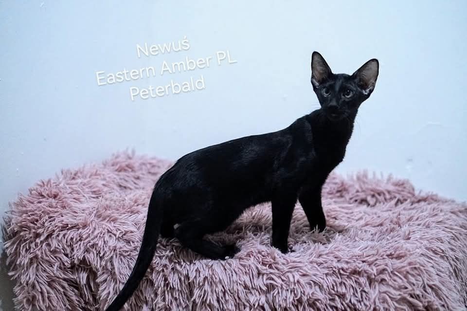 Peterbald orientalny kocurek gotowy do zmiany domku