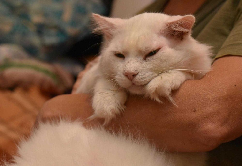 Котик Біляшик з прифронтової зони