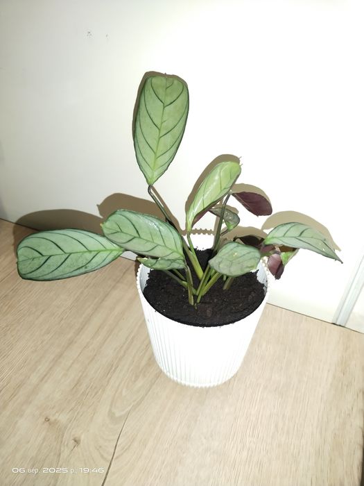 Ктенанта Оппенгейма рослина