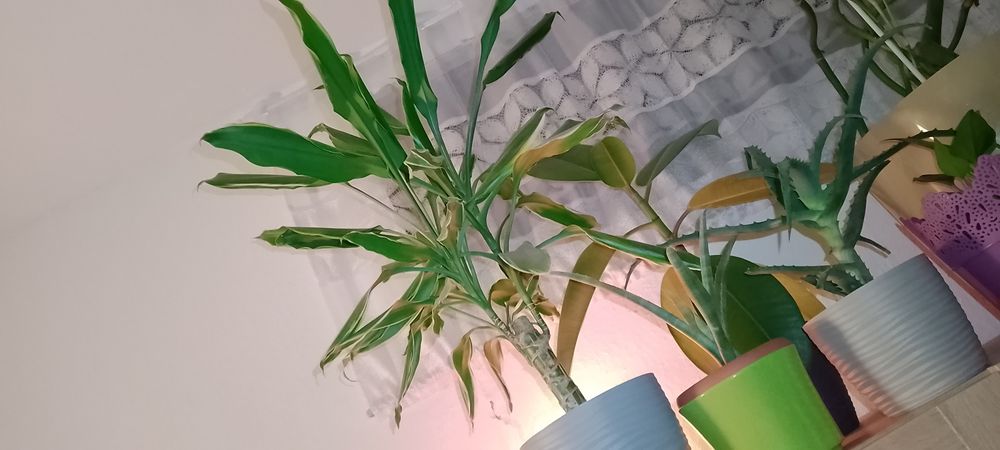 Rośliny doniczkowe Dracena wonna Aloes drzewiasty Echmea lancetolistna
