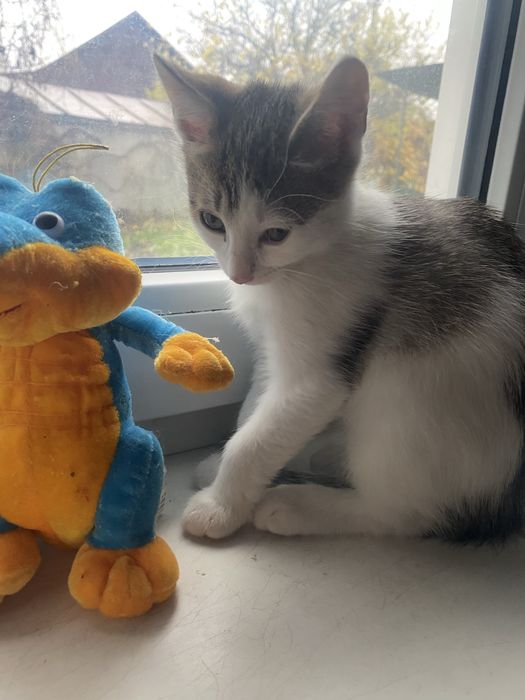 Киця дуже грайлива у люблячу родину