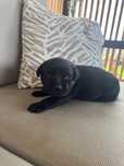 Nela suczka czarna Labrador Retriever