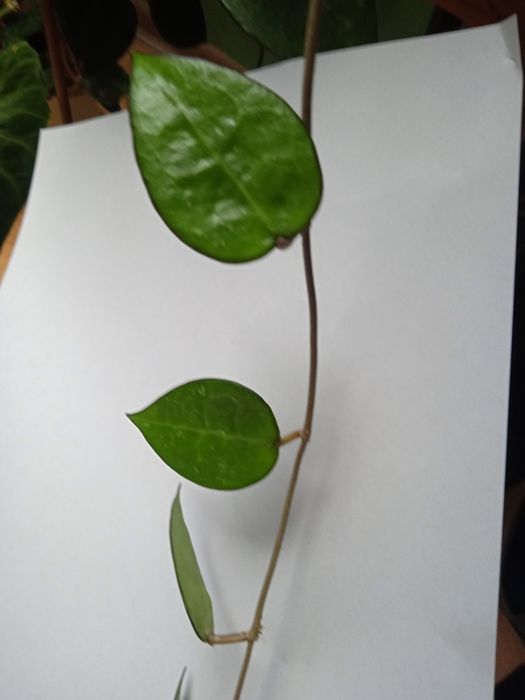 Hoya hoje Parasitica  Black Margin cięta sadzonka