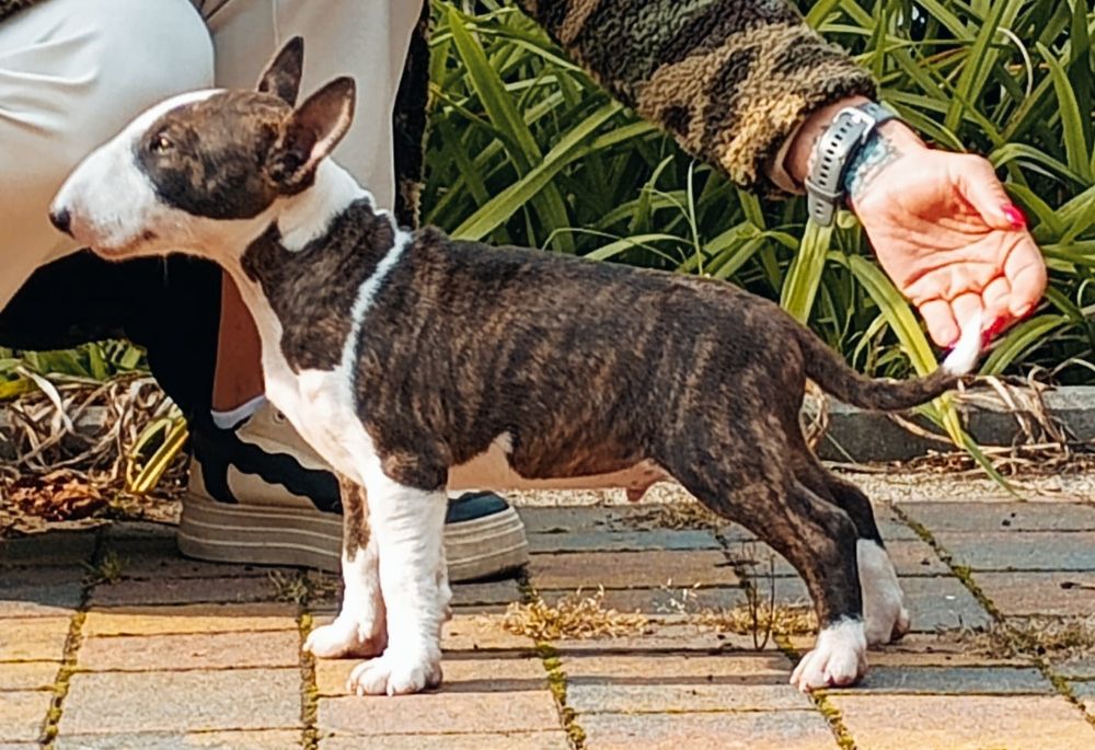 Bulterier Miniaturowy Miniature Bull Terrier Samiec