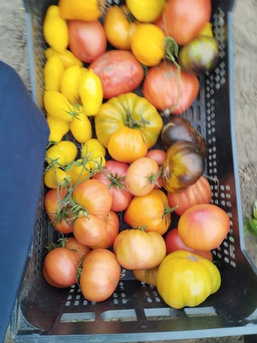 Papryka i Pomidory dla Pani Haliny