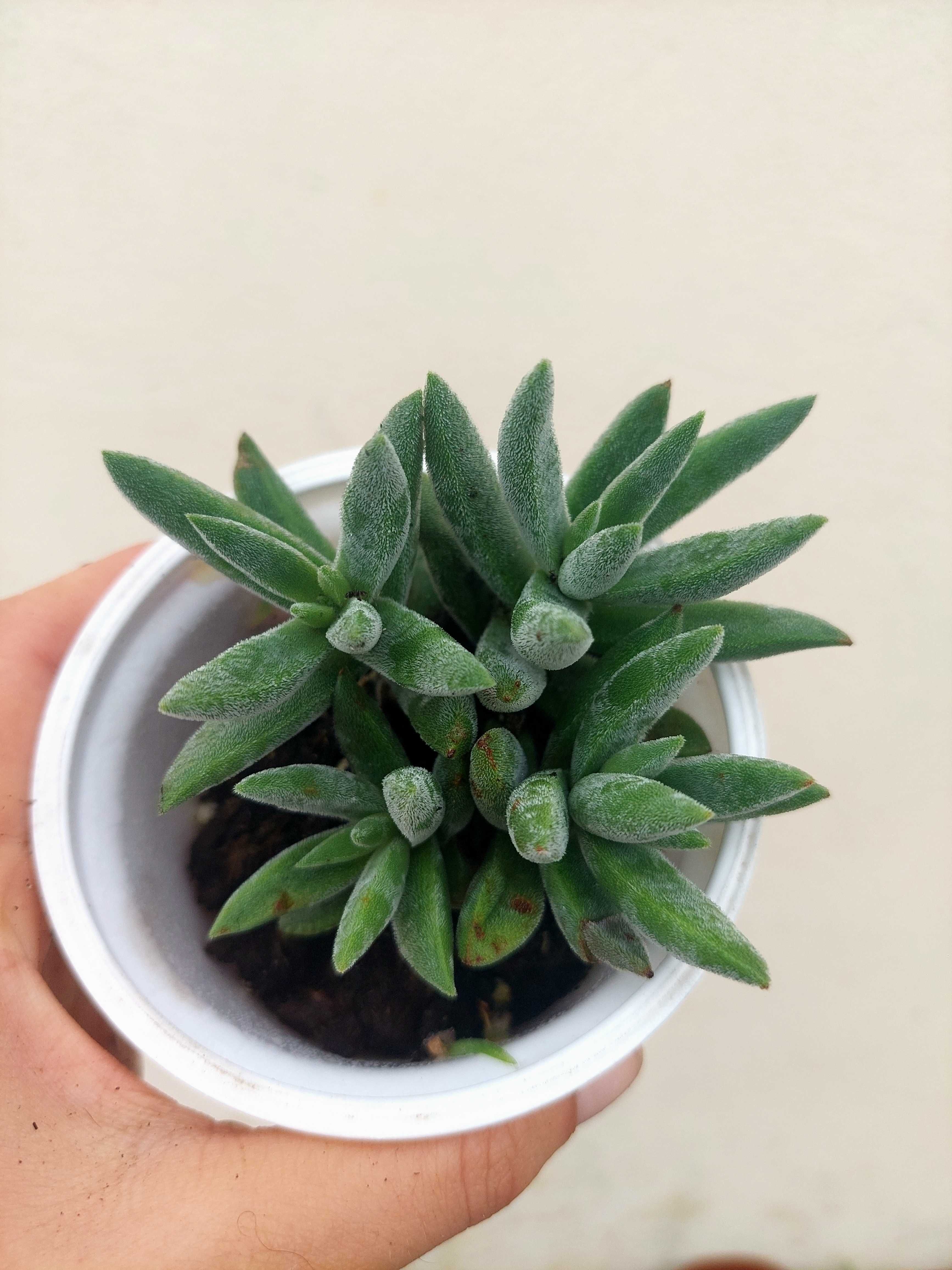 Planta Suculenta Sedum