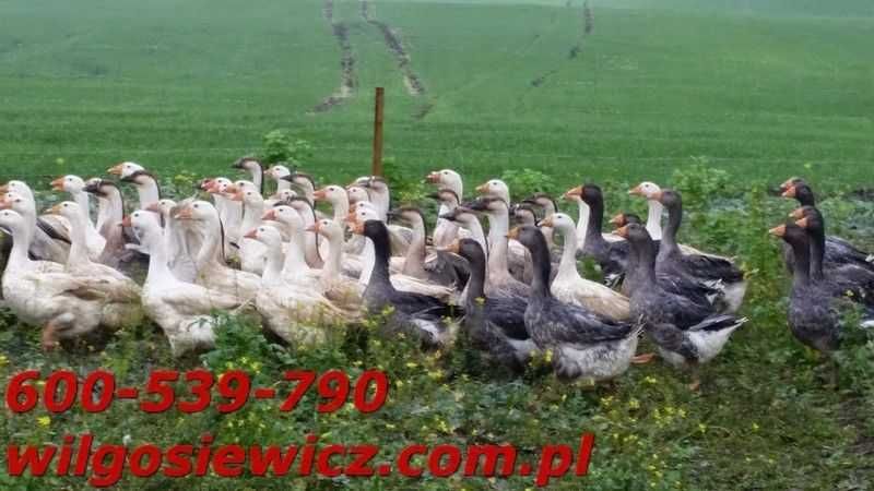 Gęś odchowana Kubańska  dostawa na miejsce GRATIS