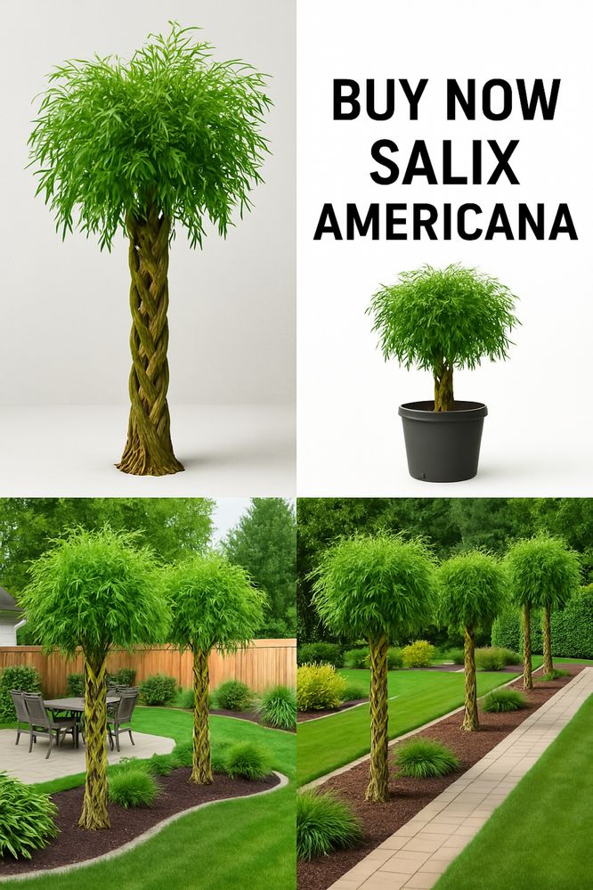 Wierzba salix americana