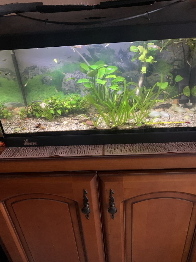 Akwarium 54l diversa kompletne urządzone