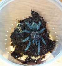 Brachypelma albopilosum "Nicaragua" Кучерявий павук птахоїд L5