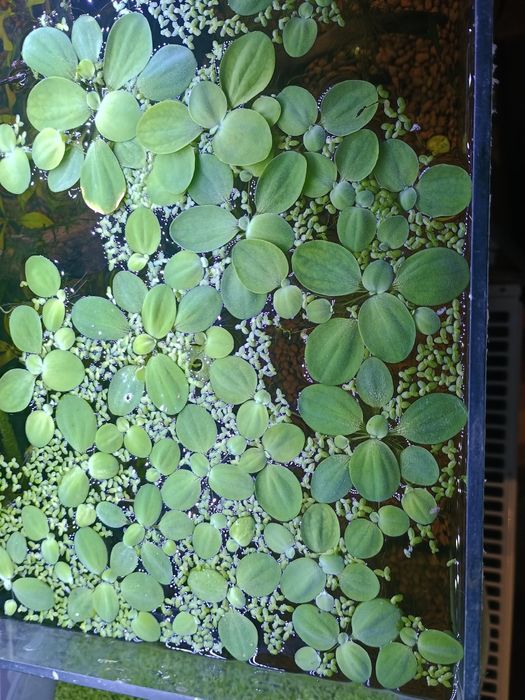 Pistia Pływająca roślina akwarowa na azotany