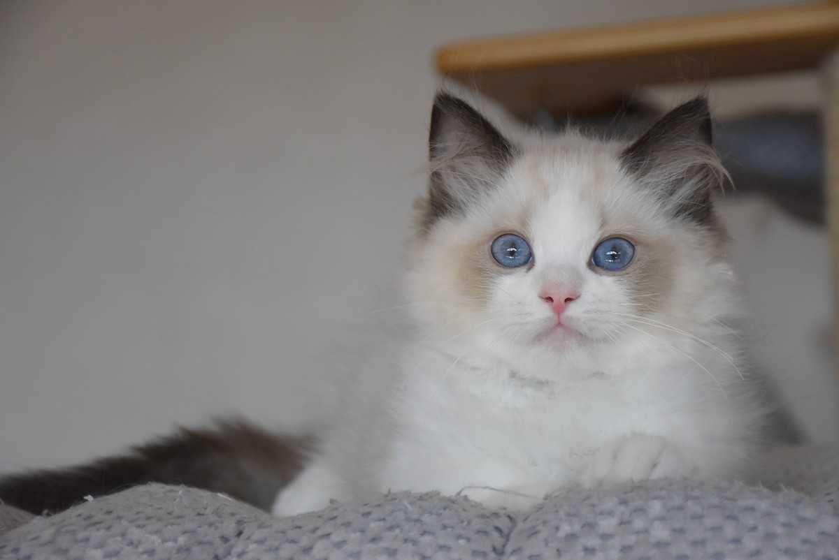Ragdoll kocurek Simba z rodowodem FIFe - Seal Bicolor