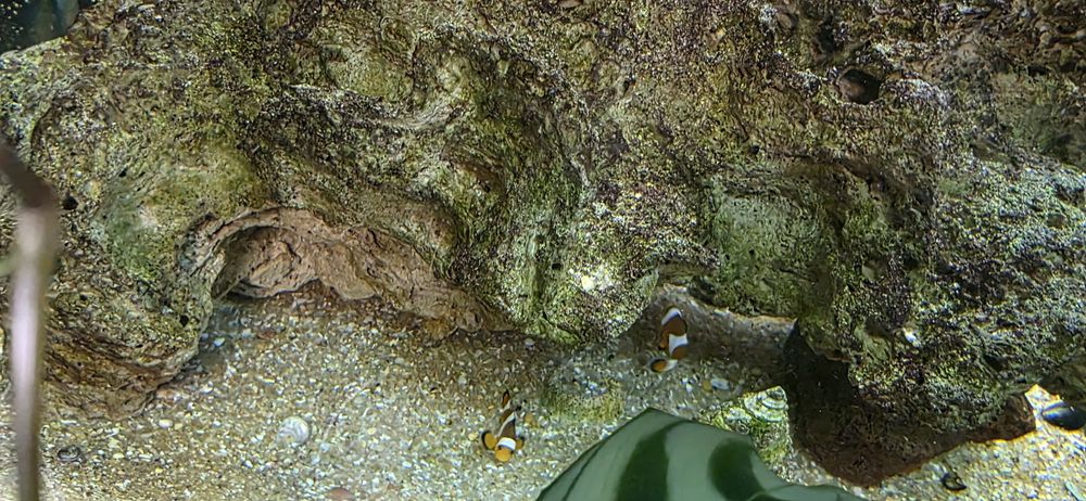 Vendo 2 peixes palhaço