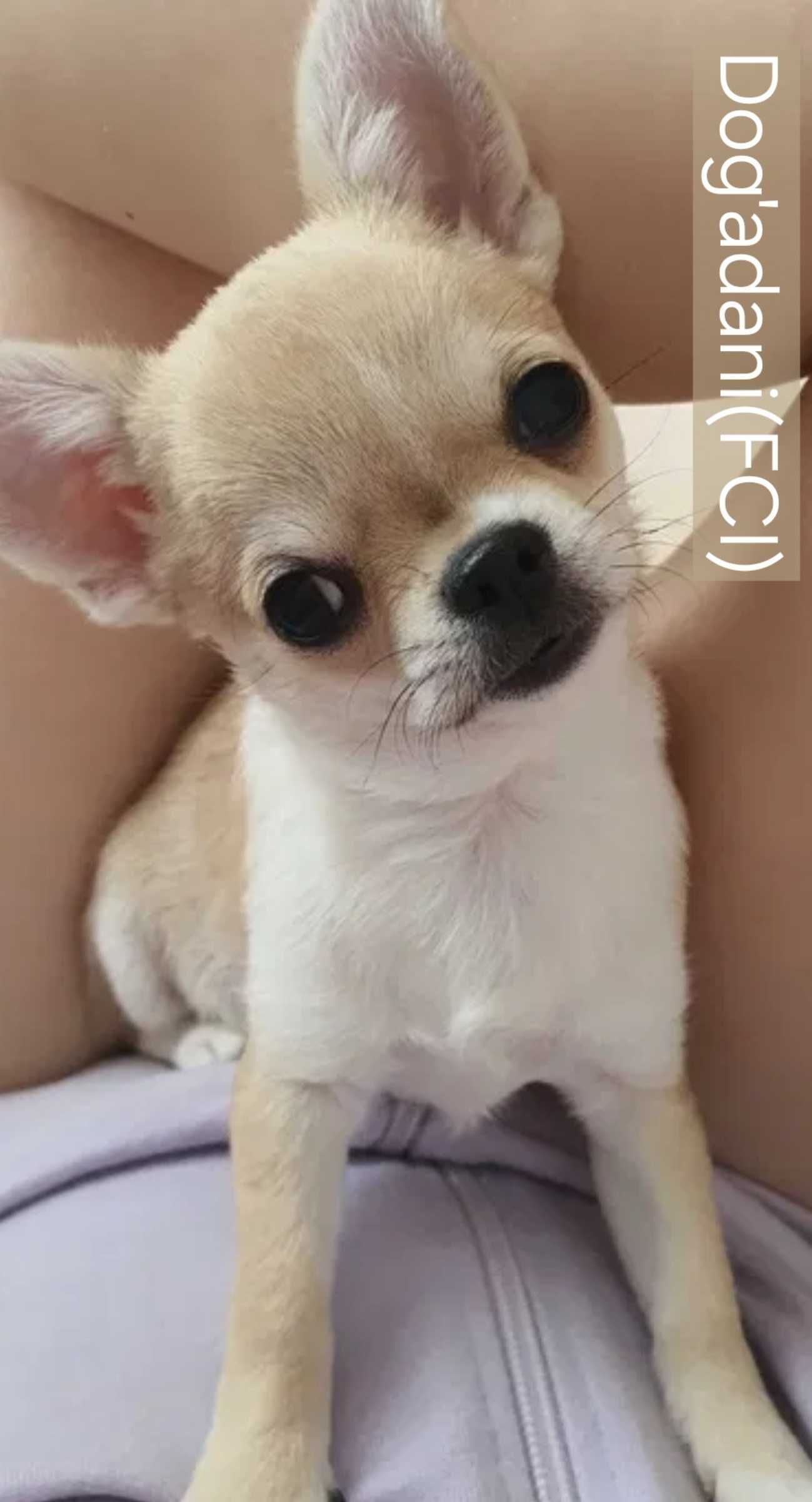 Malutka Chihuahua ZKwP FCI