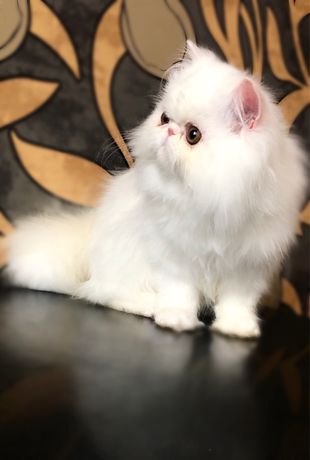Персидский котенок белый мальчик перс
